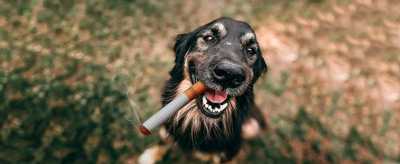 Engraçado interativo brinquedos do cão de pelúcia criativo cigarro interativo